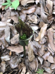 Amorphophallus kiusianus