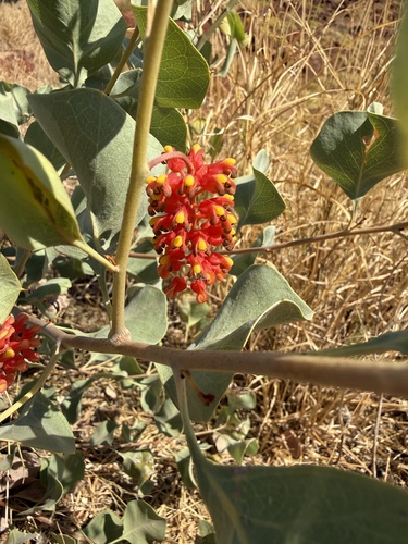 Wickham's Grevillea