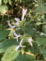 Hypoestes aristata alba