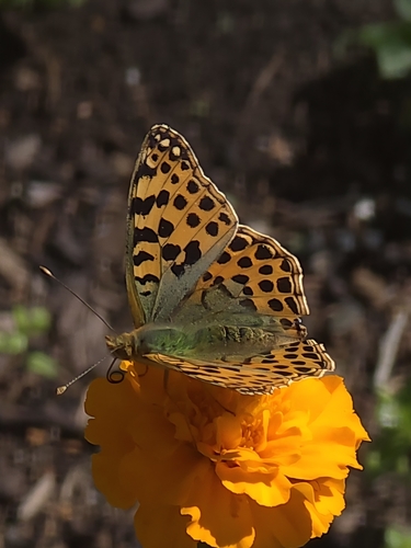 Queen of Spain Fritillary