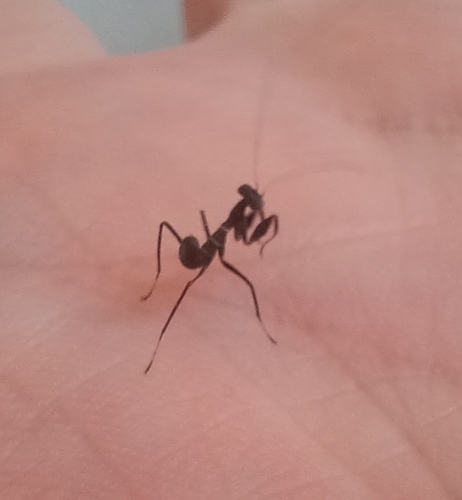 Asian Ant Mantis