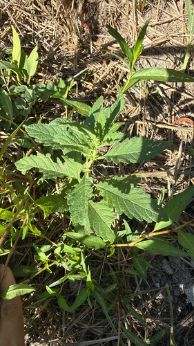 European water-horehound