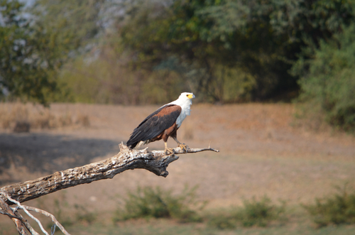 iNaturalist image