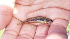 Etheostoma duryi