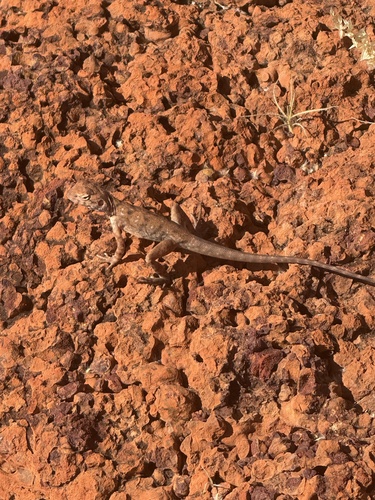 Slater's Ring-tailed Dragon