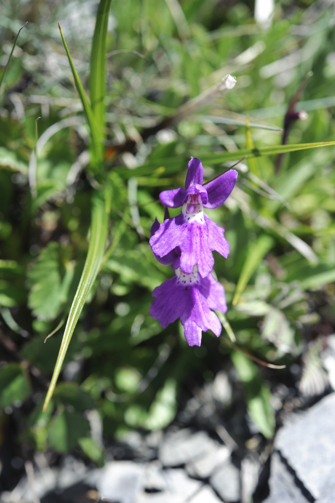 Kiraishi Hemipilia