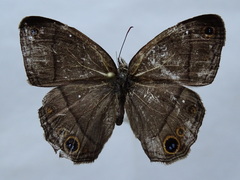 Cissia pompilia