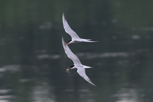 iNaturalist image