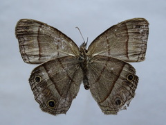 Cissia pompilia
