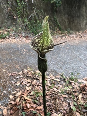 Amorphophallus kiusianus