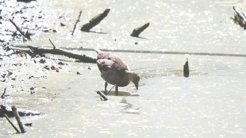 Gallinule poule-d'eau, jeune