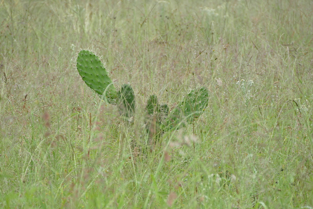 Opuntia lasiacantha; photograph (c) petersparks, some rights reserved (CC BY)