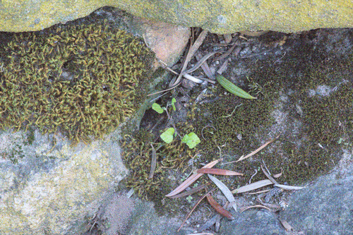 Pseudocrossidium crinitum