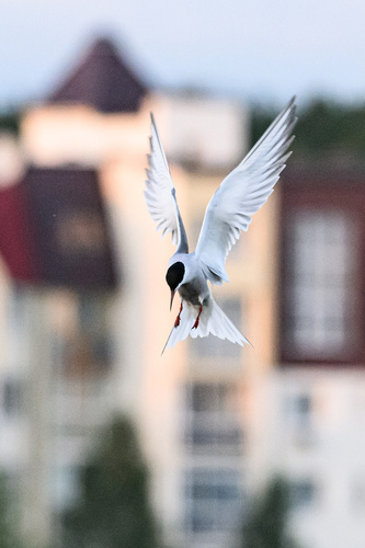 iNaturalist image