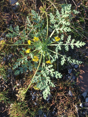 Cymopterus longipes
