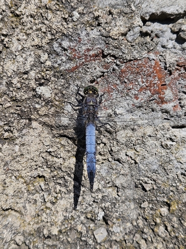 Black-tailed Skimmer