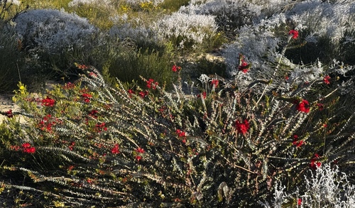 Verticordia grandis, photograph 1