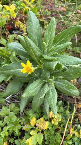 Seabeach Groundsel