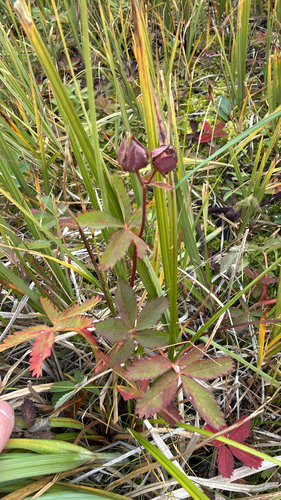 marsh cinquefoil
