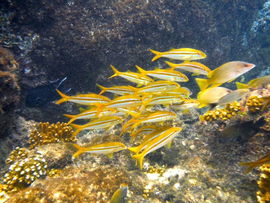 Mexican Goatfish