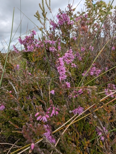 common heather