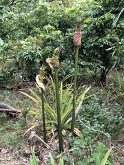 Amorphophallus kiusianus