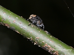 Androceras flabellicorne