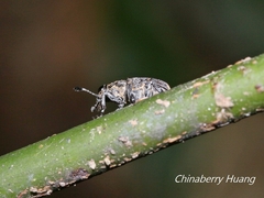 Androceras flabellicorne