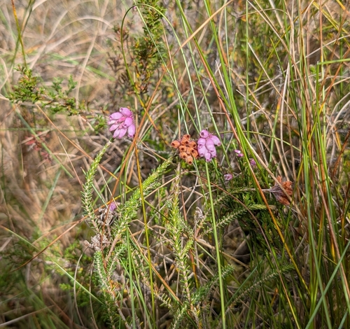 Cross-leaved Heath