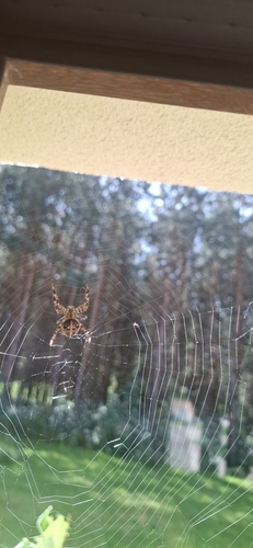 Cross Orbweaver