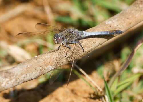 Blue Skimmer