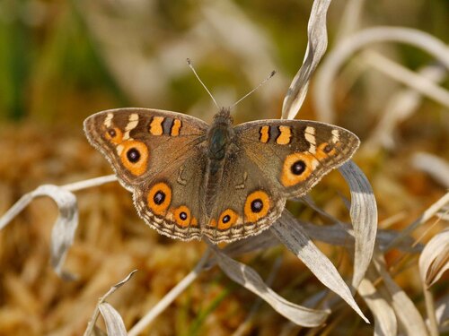 Meadow Argus