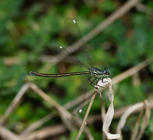 Grey-chested Flatwing