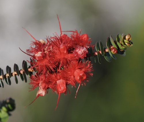 Verticordia grandis