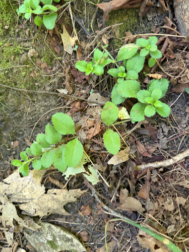 heath speedwell