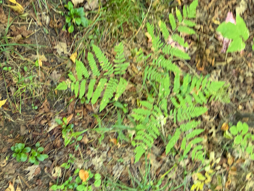 common bracken