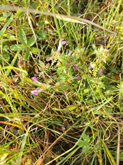 (c) James Cunningham, some rights reserved (CC BY) Pedicularis palustris, photograph (c) James Cunningham, some rights reserved (CC BY)