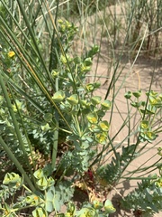 Euphorbia paralias