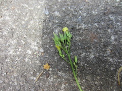 Youngia thunbergiana