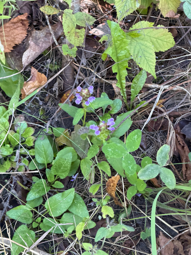 common selfheal