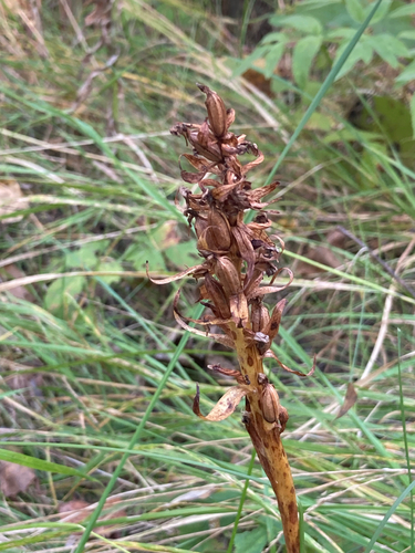 Dactylorhiza incarnata, 2026-09-08