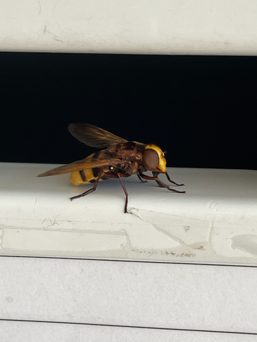 Hornet Mimic Hover Fly