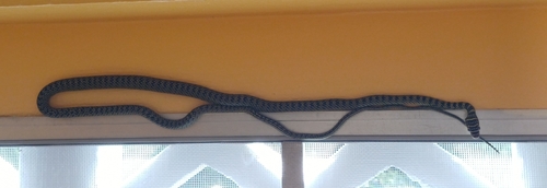 Golden Tree Snake