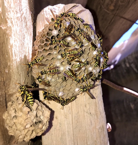 French Paper Wasp