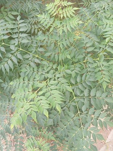 Chinaberry