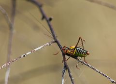 Barbitistes constrictus