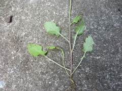 Youngia thunbergiana