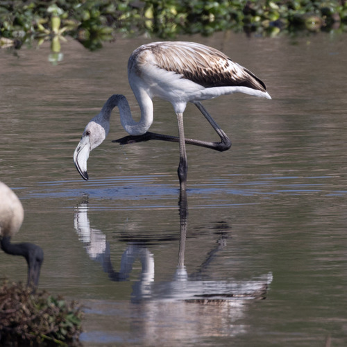 iNaturalist image