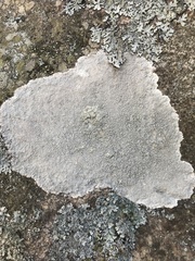 Pertusaria corallina