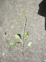 Youngia thunbergiana